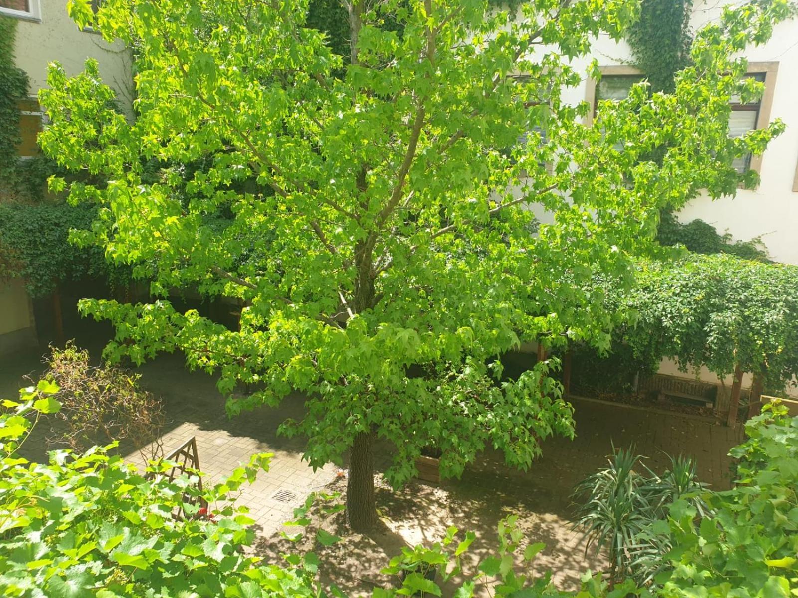 פירנה Ferienwohnung Weisses Ross חדר תמונה